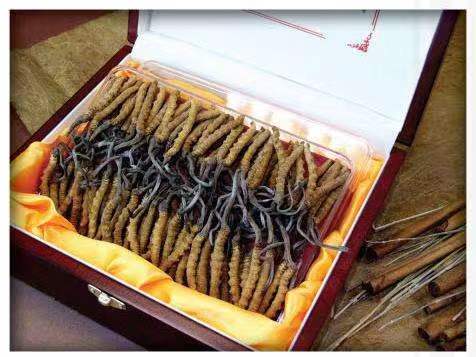 鸡冠冬虫夏草回收